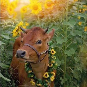 Meet your Posher, 💓abbie grace 💓